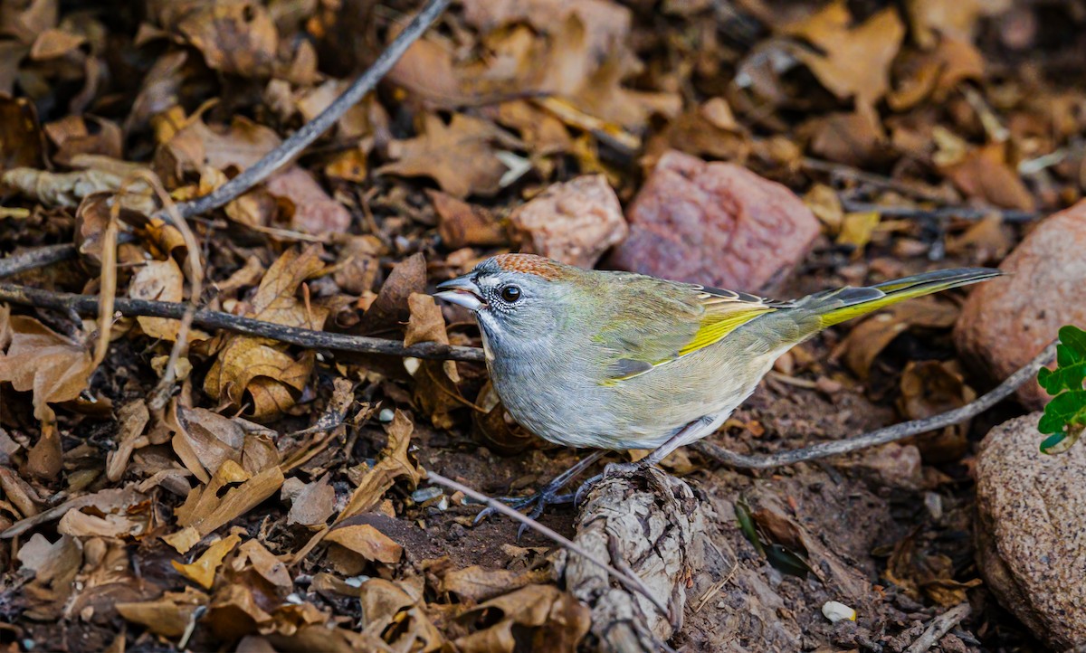 Green-tailed Towhee - ML642340248