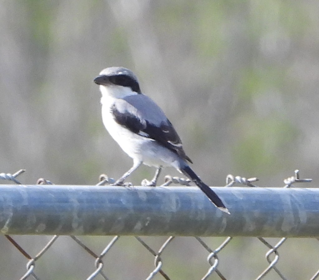 Pie-grièche migratrice - ML642340254