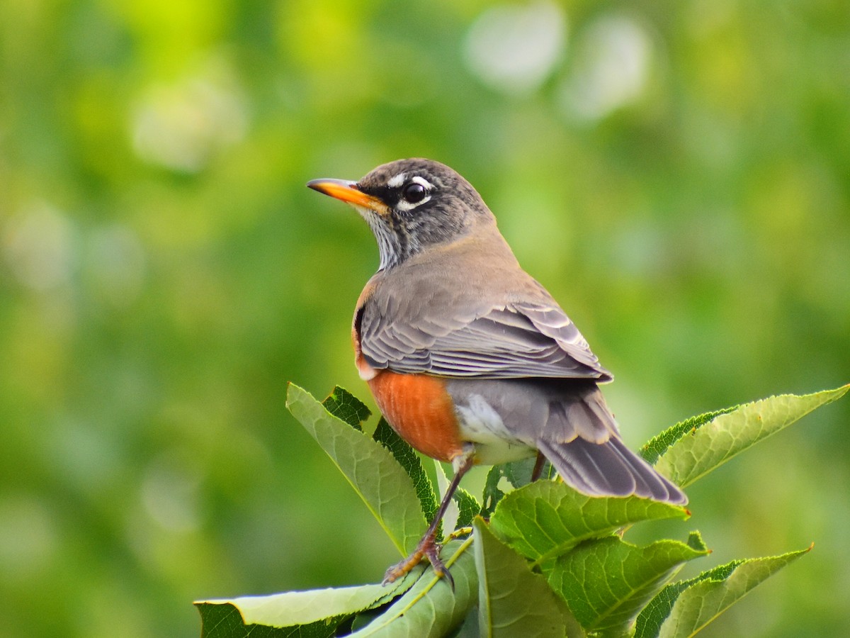 American Robin - ML642340255