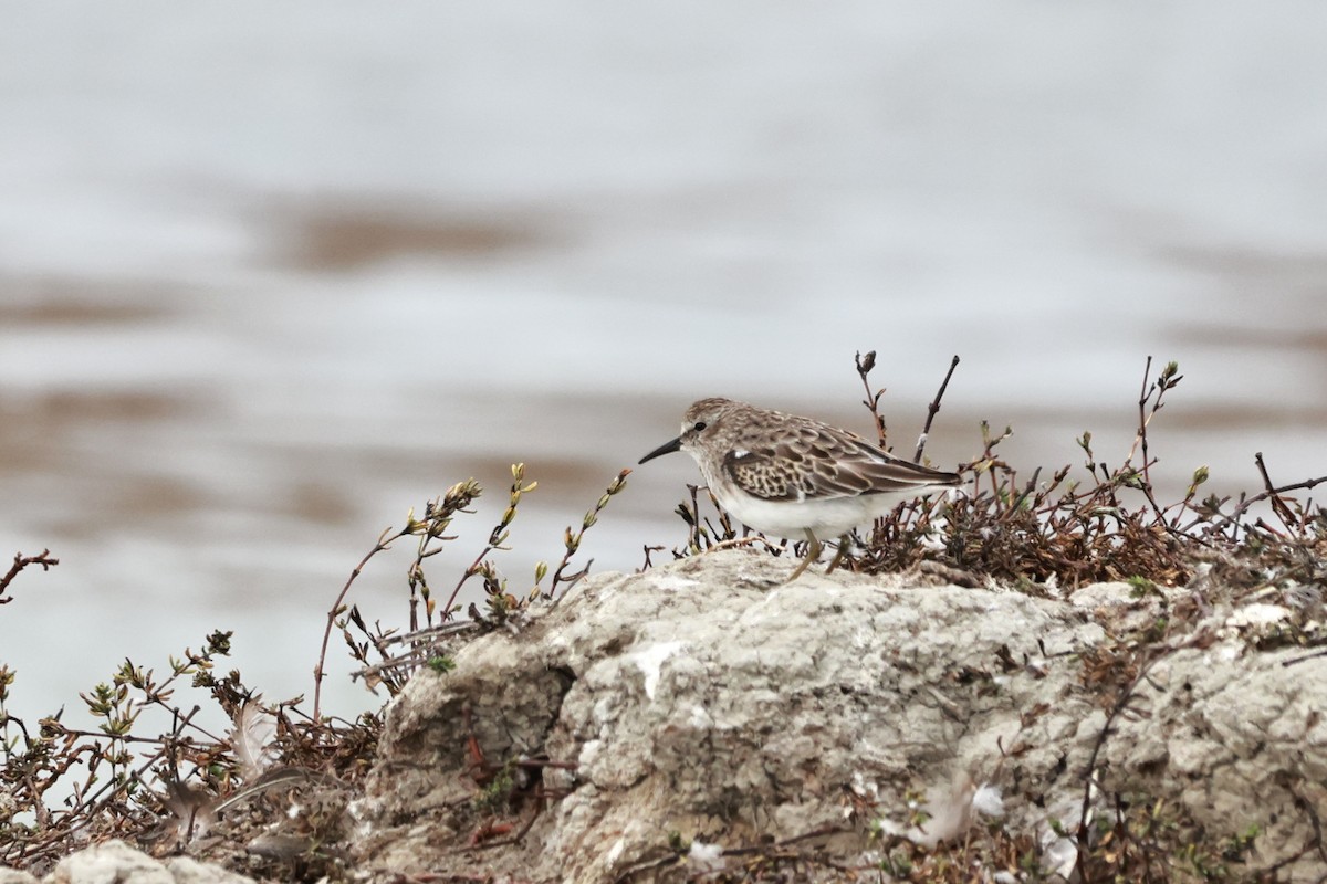 Least Sandpiper - ML642340257
