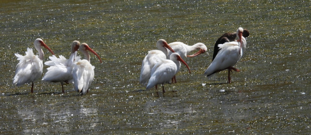 White Ibis - ML642340259