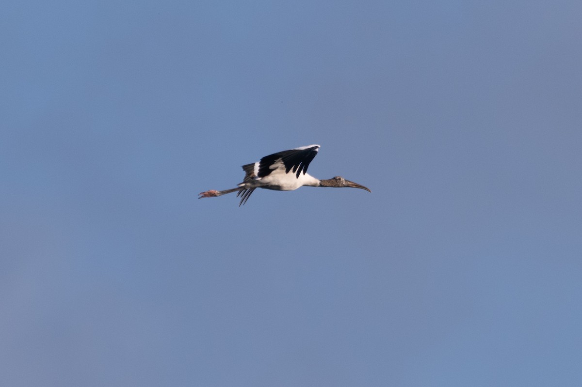 Wood Stork - ML642340261