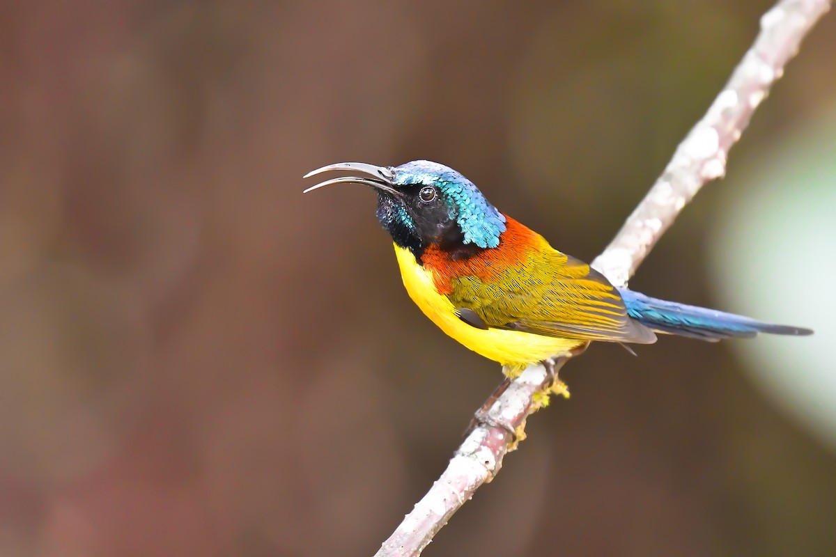 Green-tailed Sunbird - ML642340262