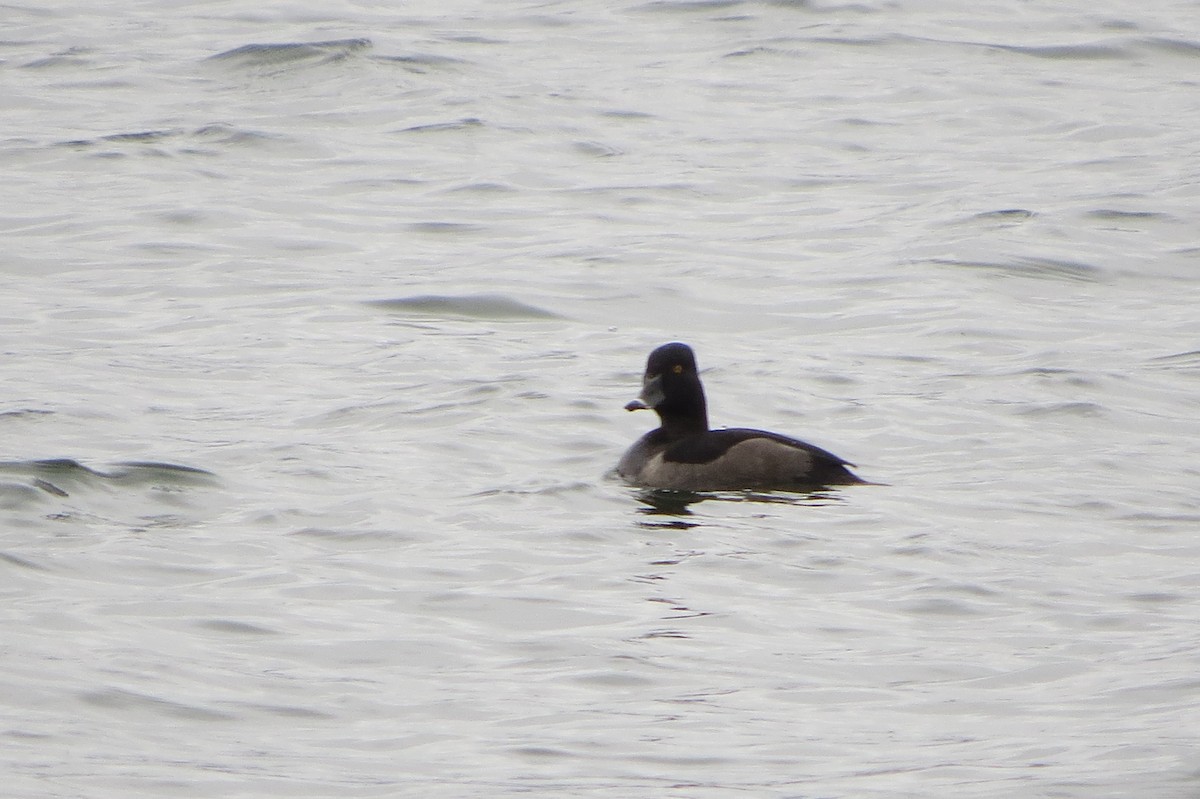 Ring-necked Duck - ML642340263