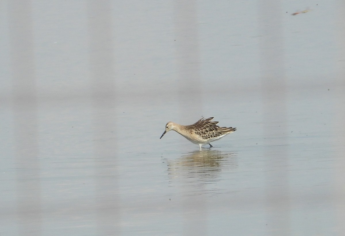 Ruff - ML642340264