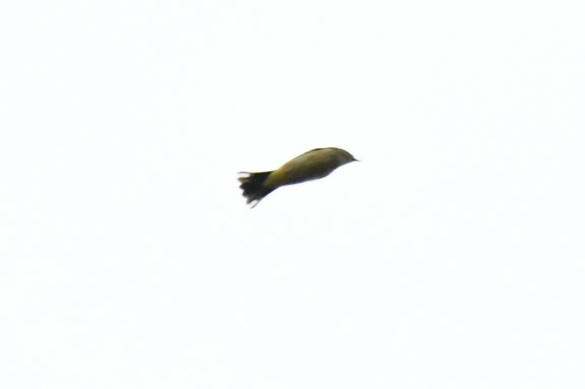 Palm Warbler - ML642340272