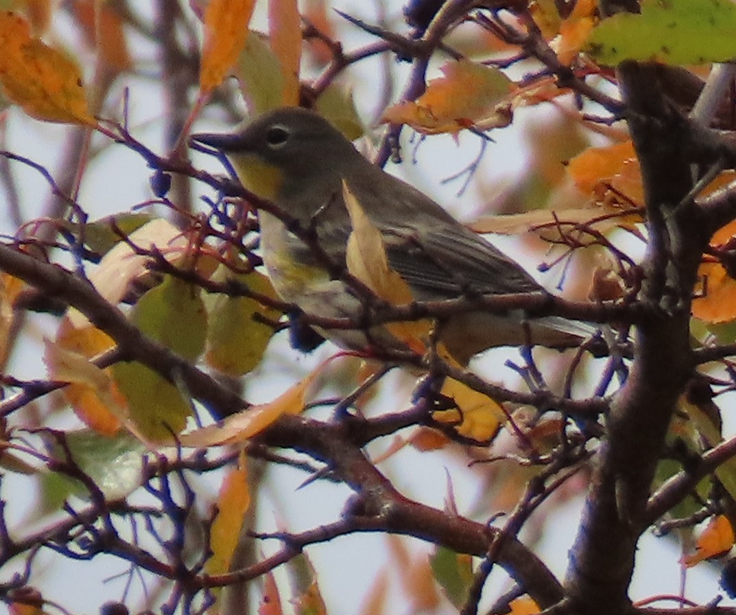Yellow-rumped Warbler - ML642340275
