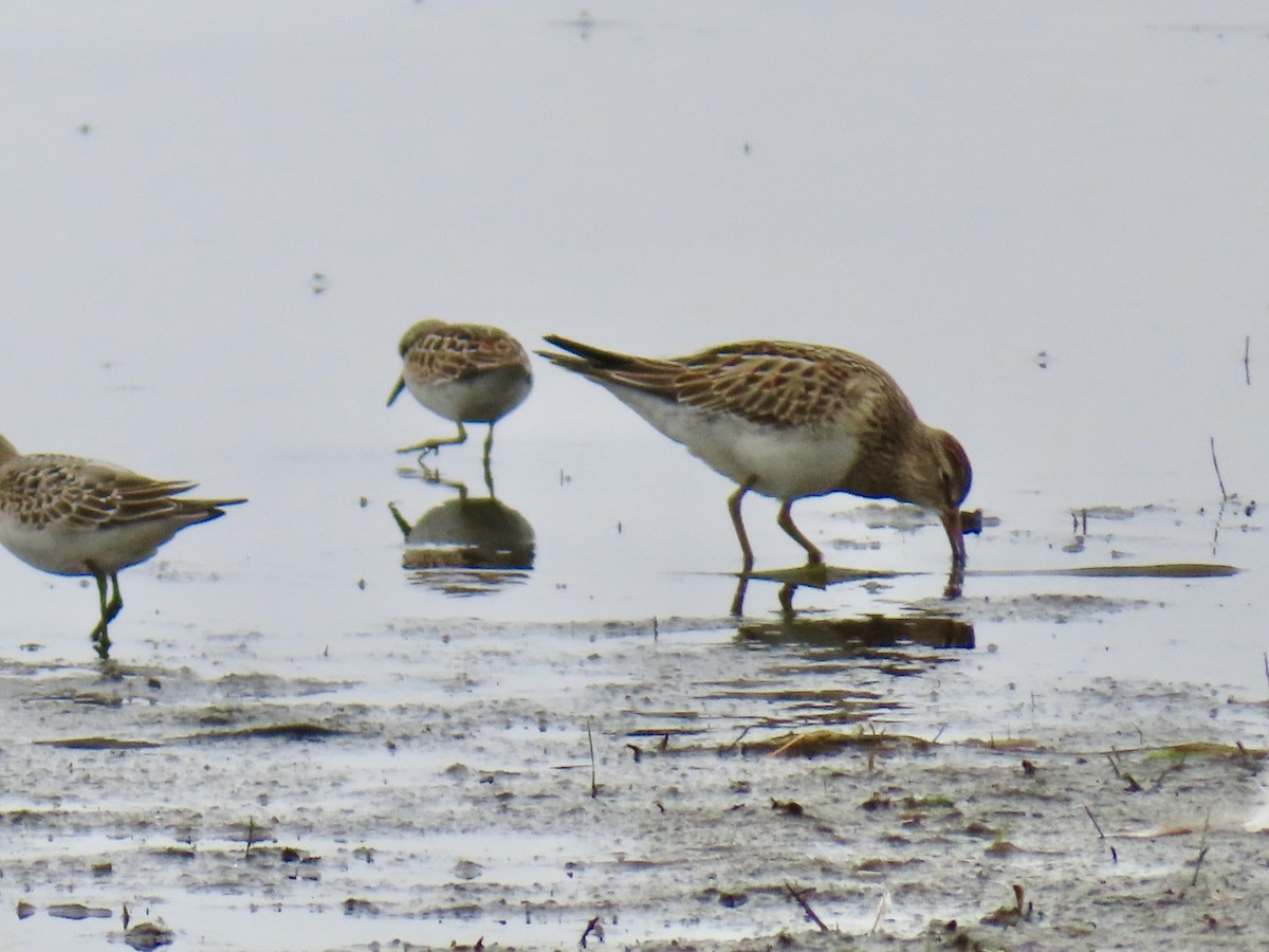 Pectoral Sandpiper - ML642340276
