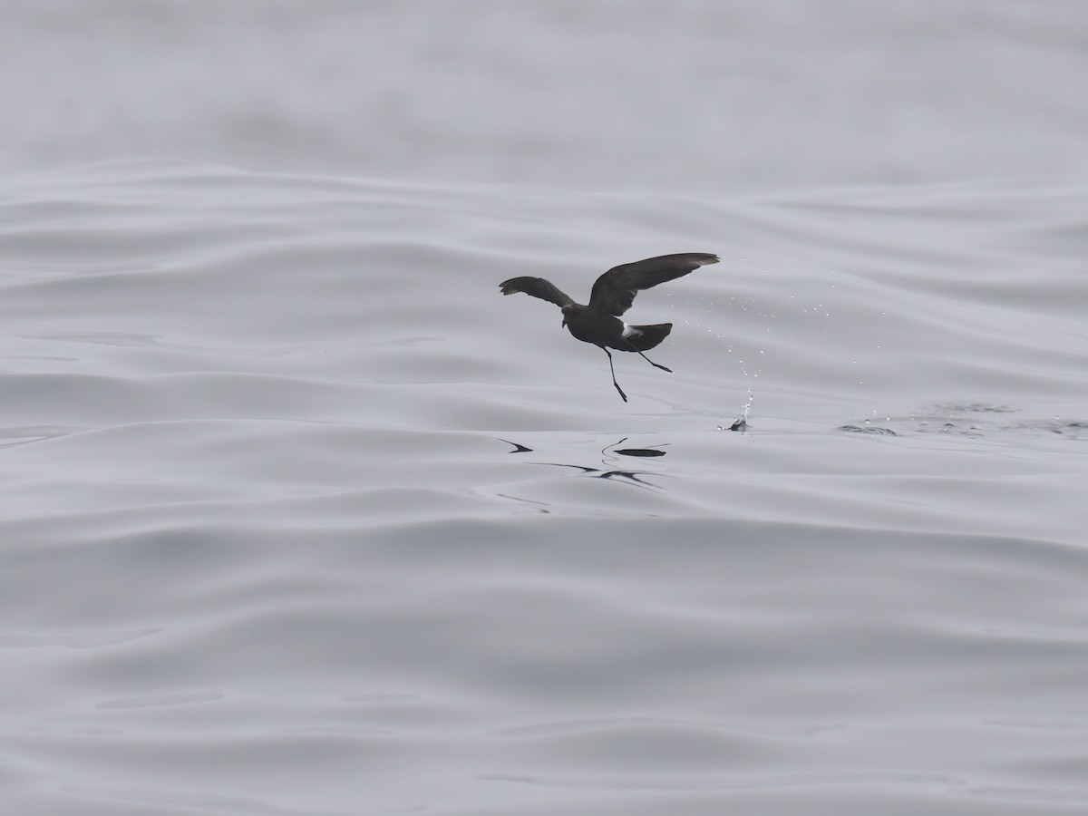 Wilson's Storm-Petrel - ML642340277