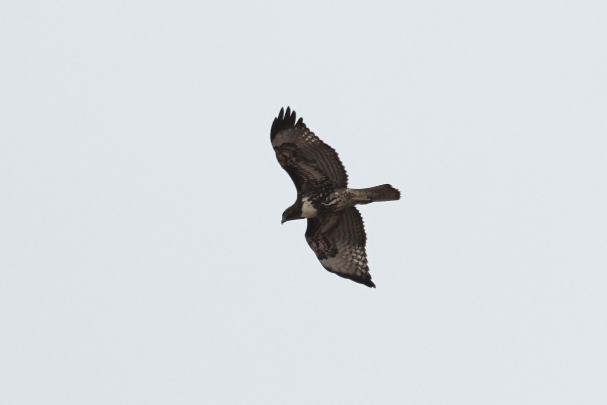 Red-tailed Hawk - ML642340280