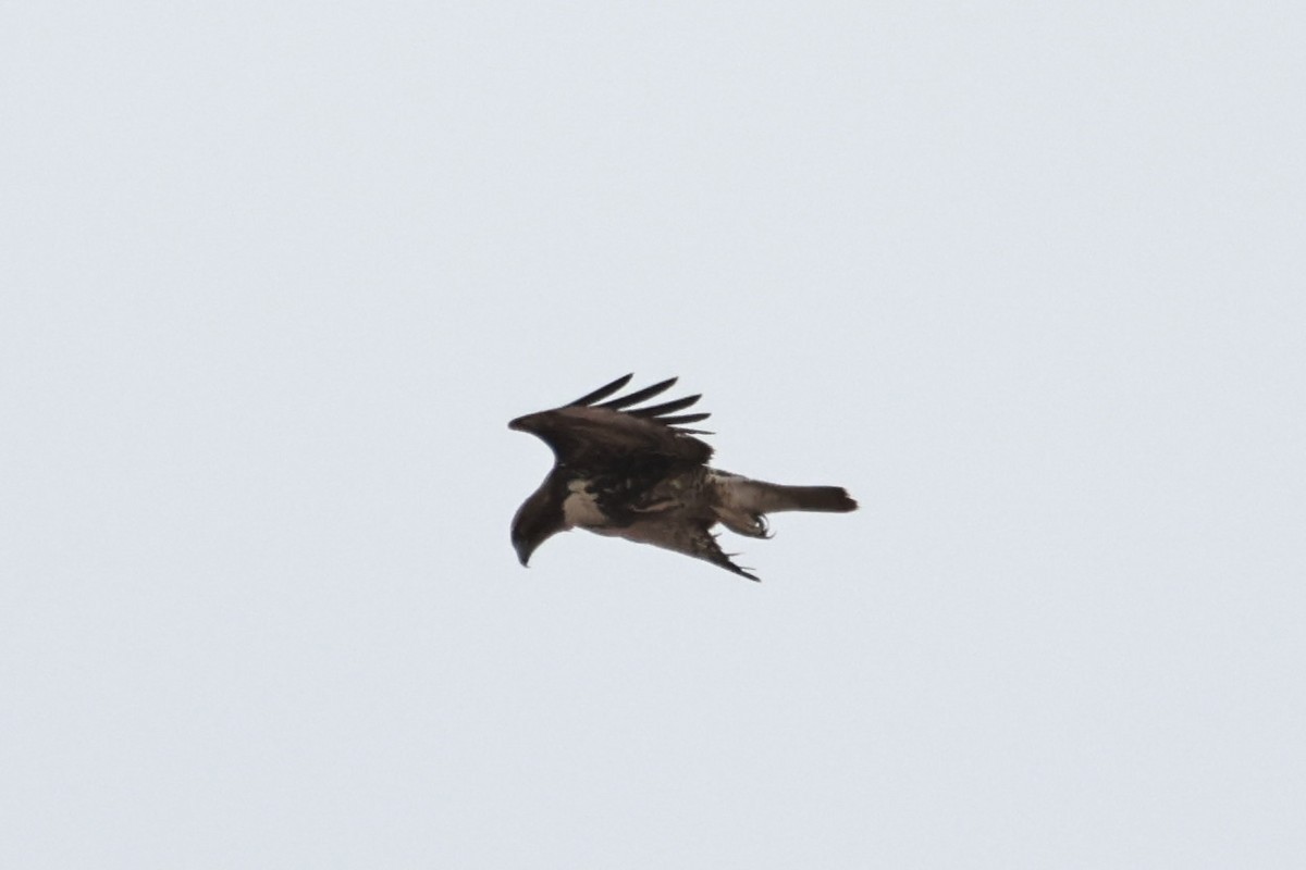 Red-tailed Hawk - ML642340281