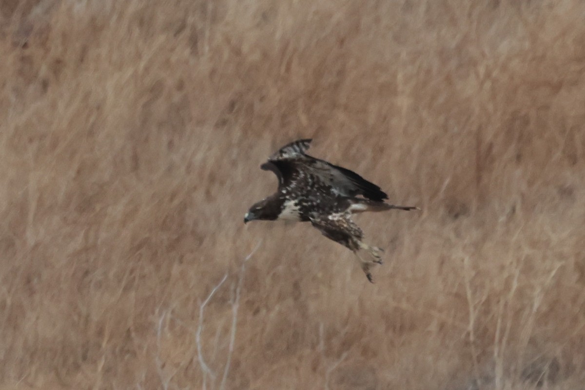 Red-tailed Hawk - ML642340282