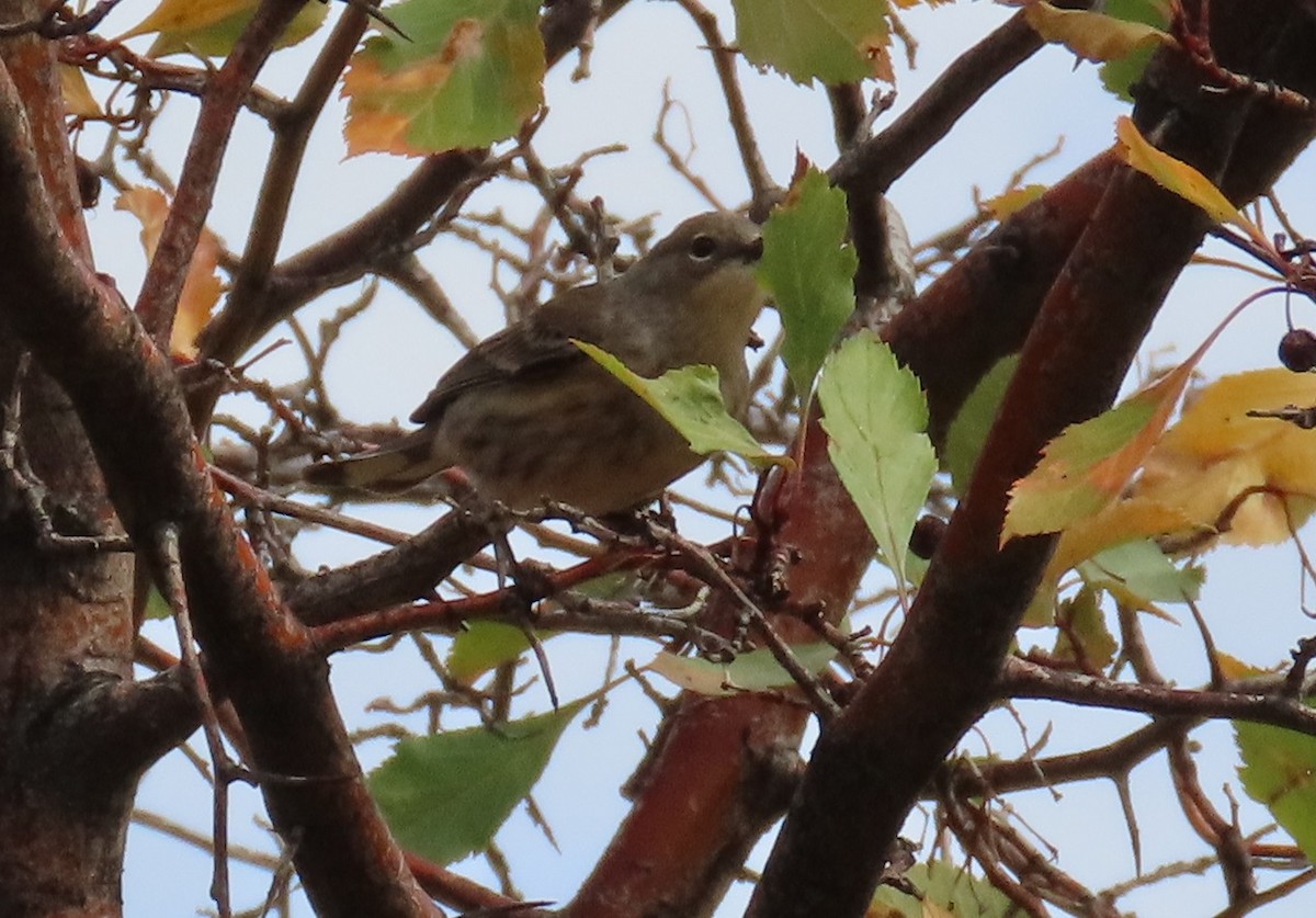 Yellow-rumped Warbler - ML642340283