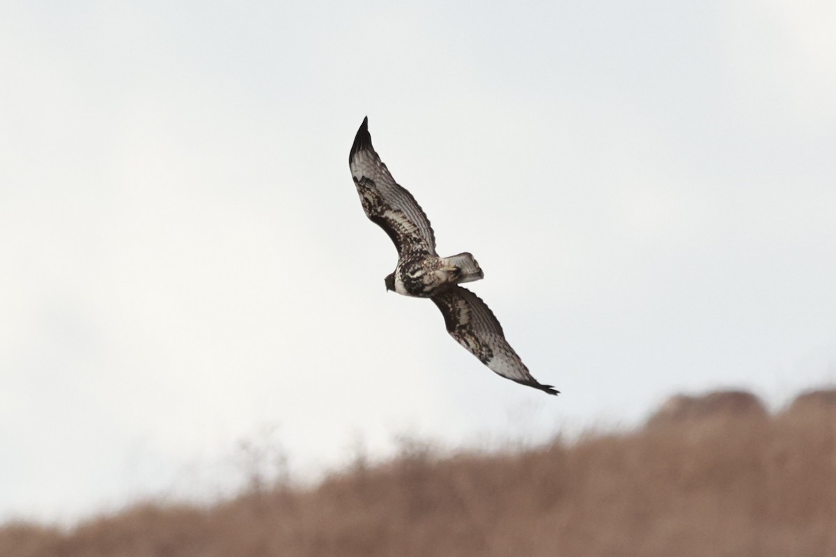 Red-tailed Hawk - ML642340284