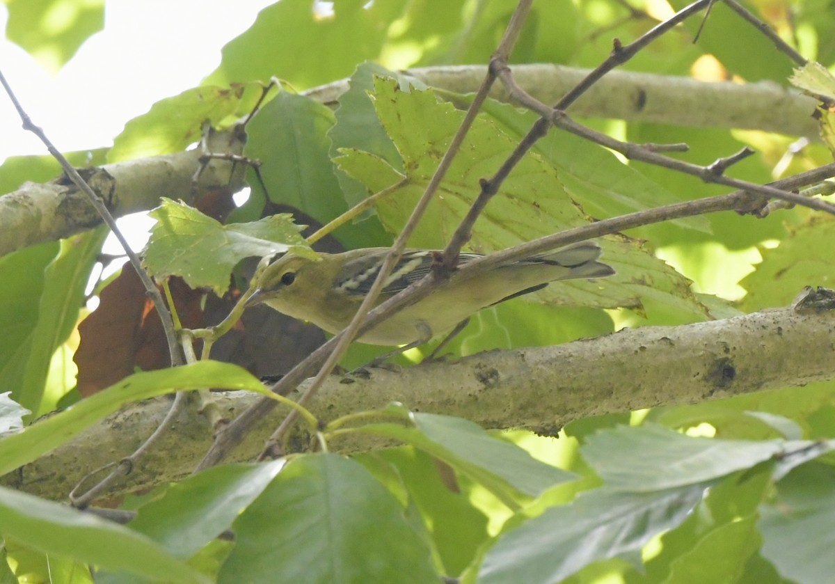 Bay-breasted Warbler - ML642340287
