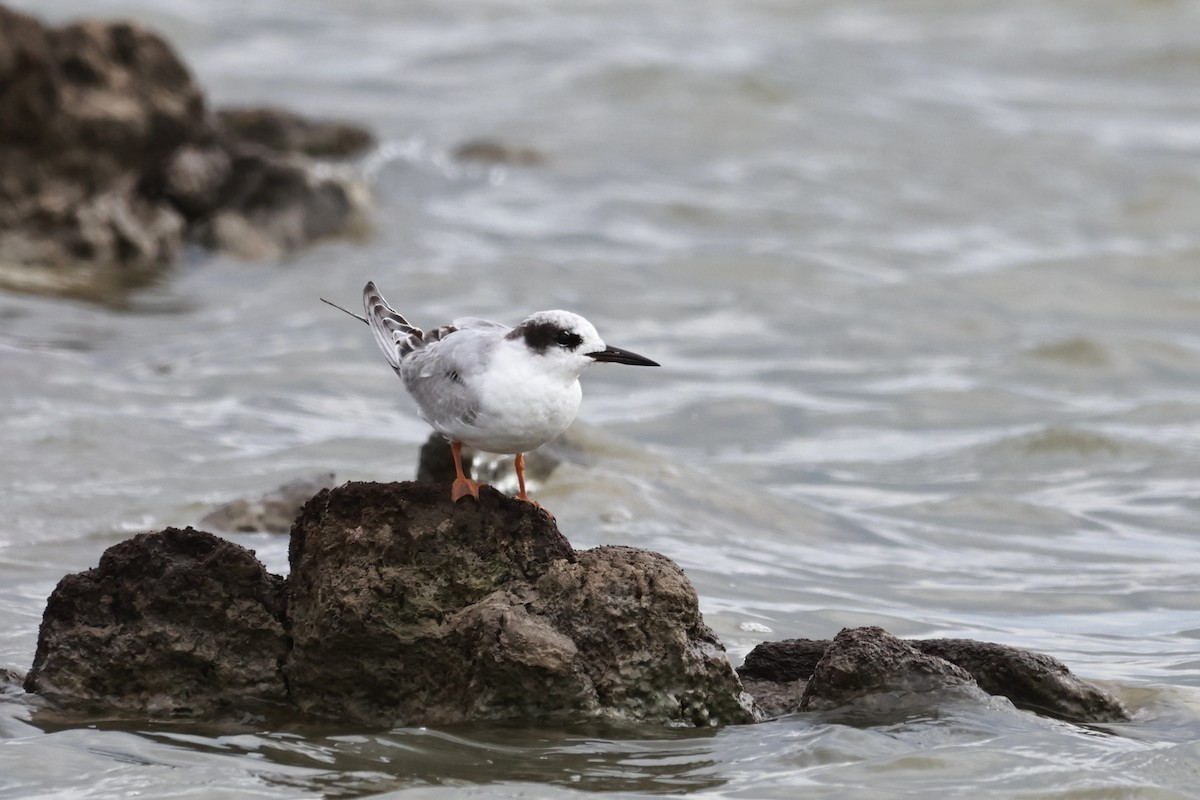 Forster's Tern - ML642340288