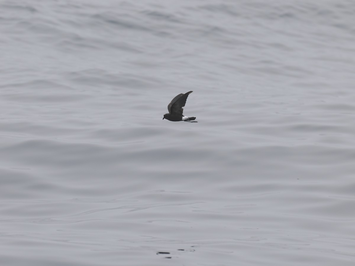 Wilson's Storm-Petrel - ML642340292
