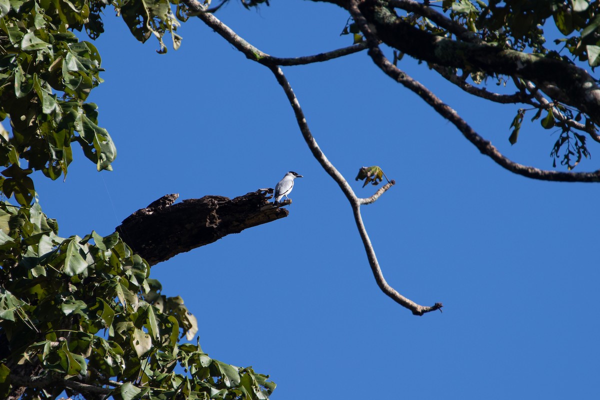 Black-crowned Tityra - ML642340293