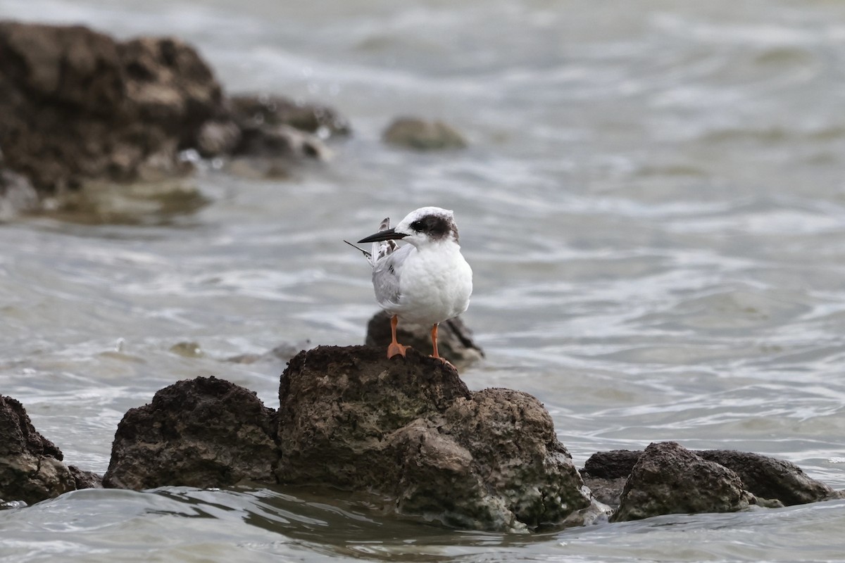 Forster's Tern - ML642340294