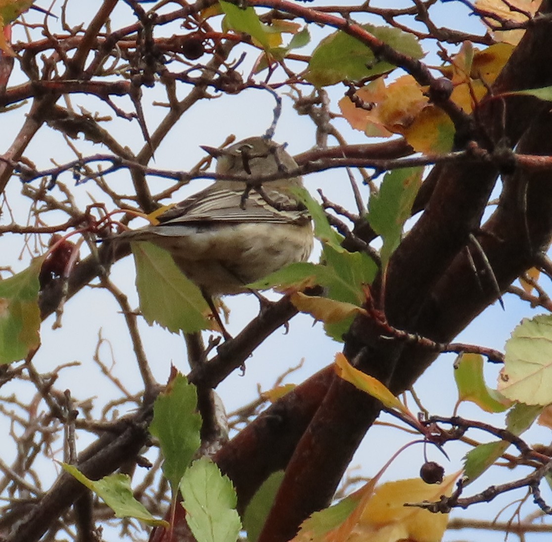 Yellow-rumped Warbler - ML642340295