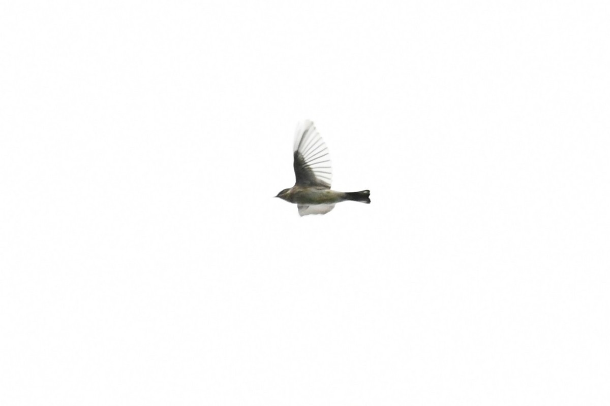 Bay-breasted Warbler - ML642340296
