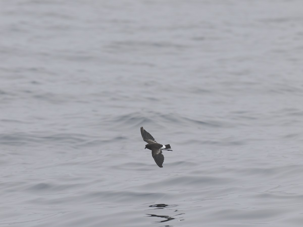 Wilson's Storm-Petrel - ML642340297