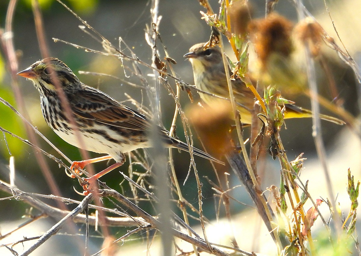 Savannah Sparrow - ML642340301
