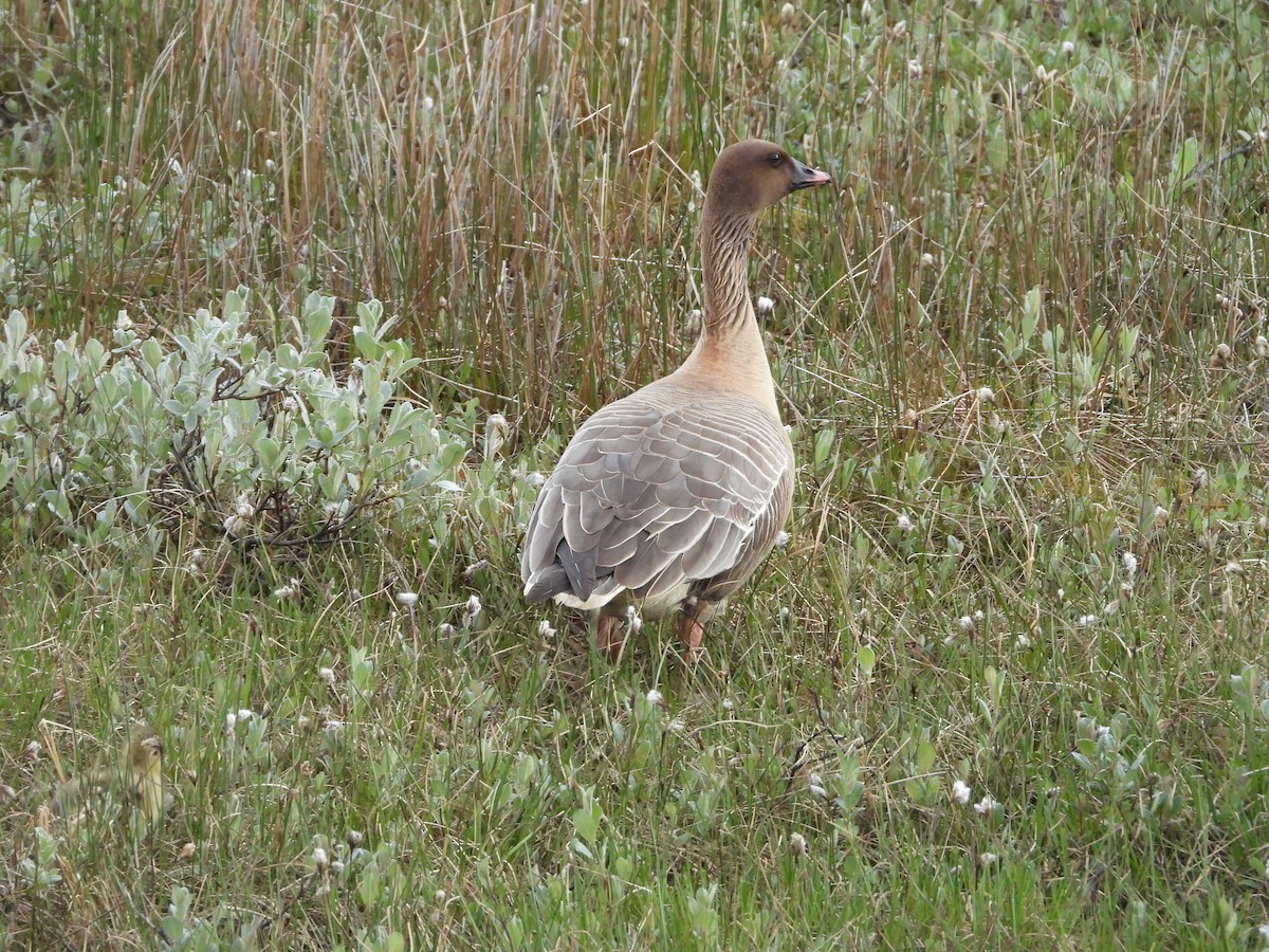 Pink-footed Goose - ML642340307