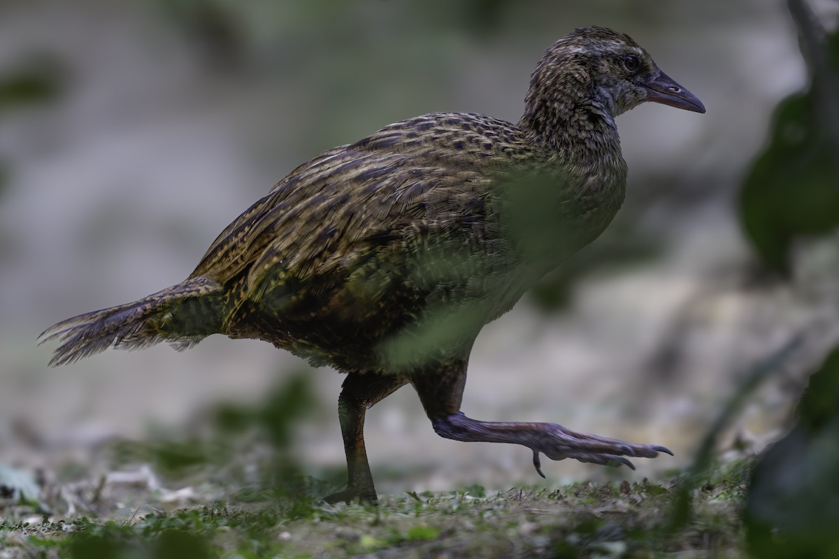 Уэка - ML642340322