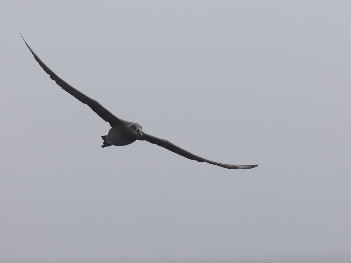 Schwarzfußalbatros - ML642340356