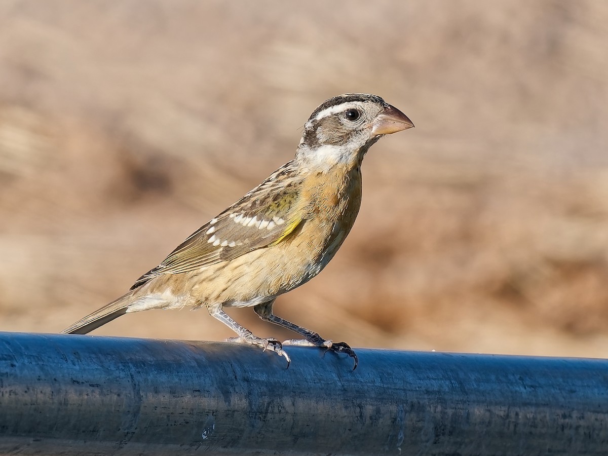 Black-headed Grosbeak - ML642340357