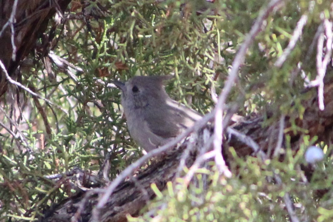 Juniper Titmouse - ML642340376