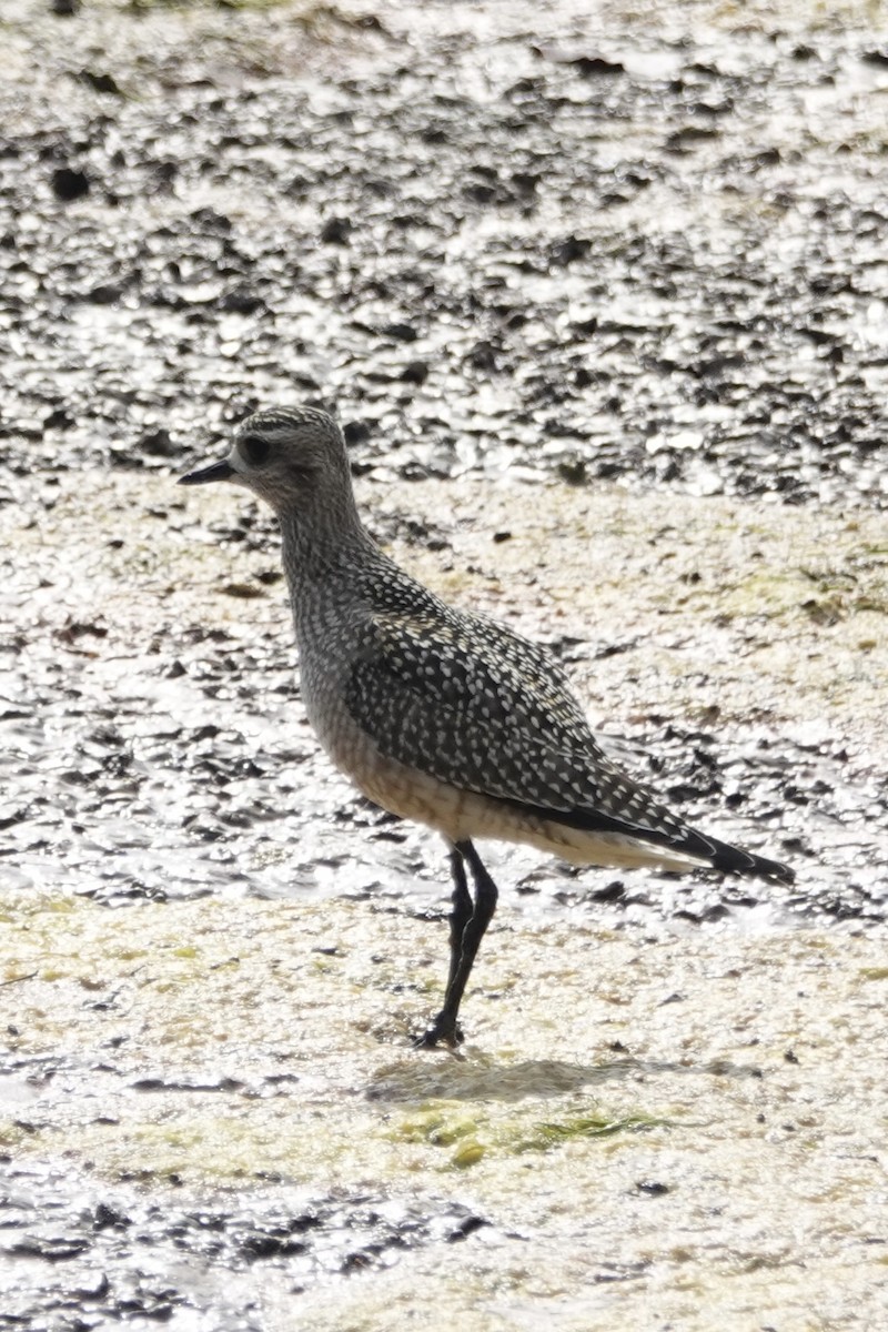 American Golden-Plover - ML642340394