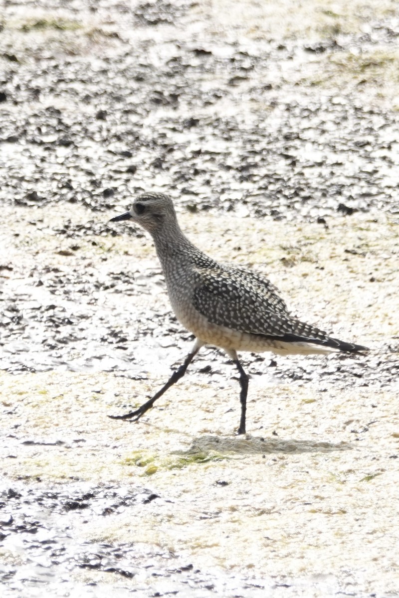 American Golden-Plover - ML642340395