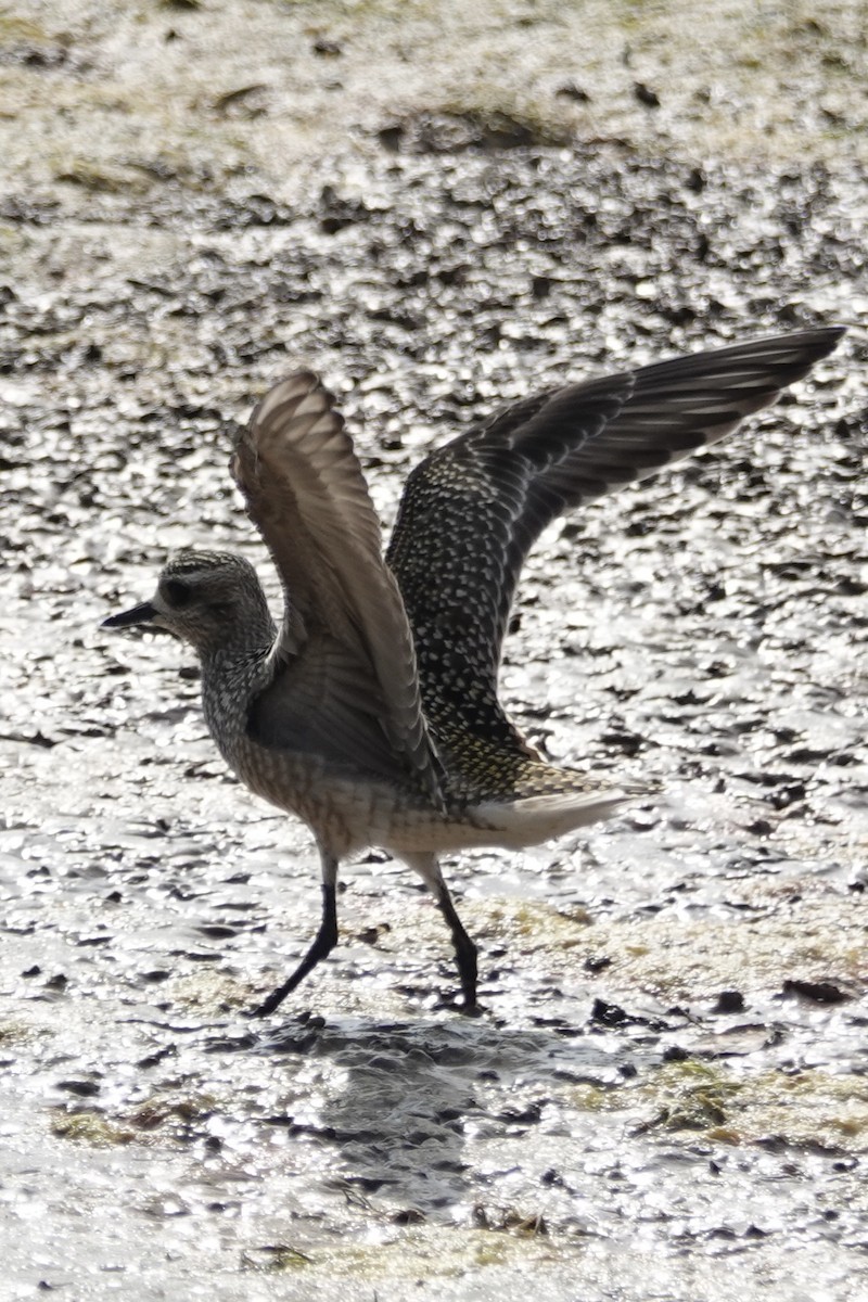 American Golden-Plover - ML642340396