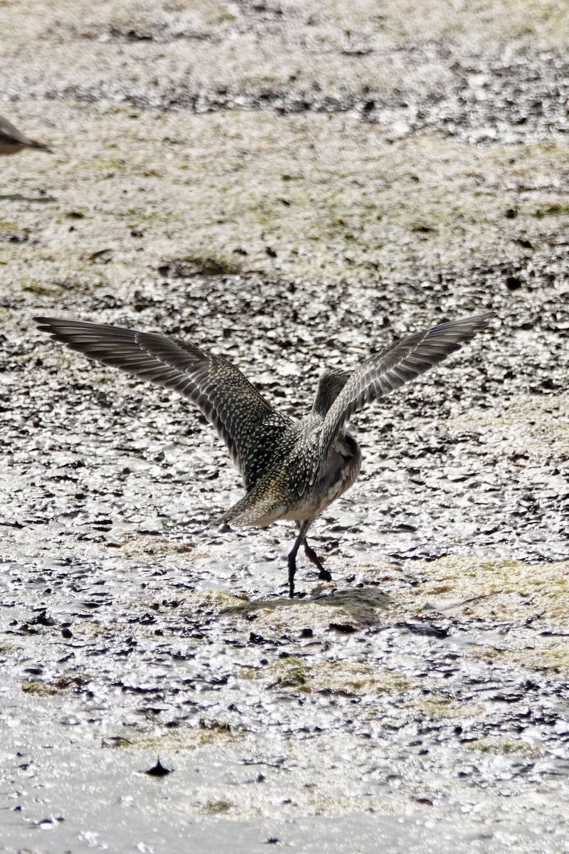 American Golden-Plover - ML642340397