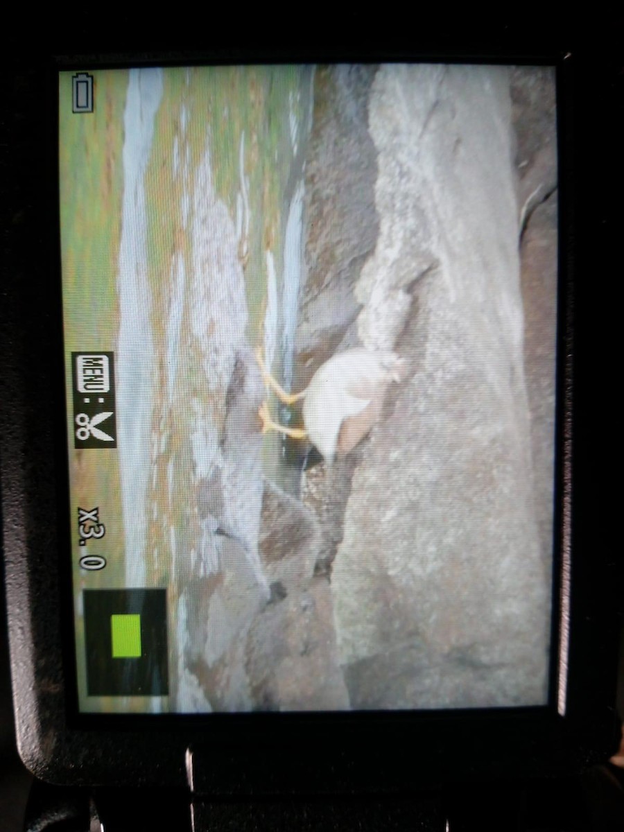 Spotted Sandpiper - ML642340448