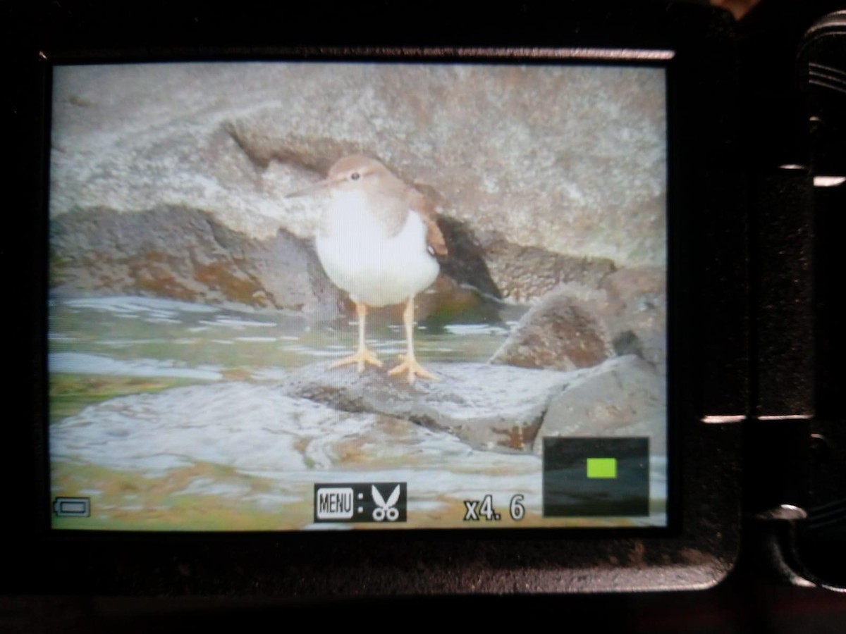 Spotted Sandpiper - ML642340449