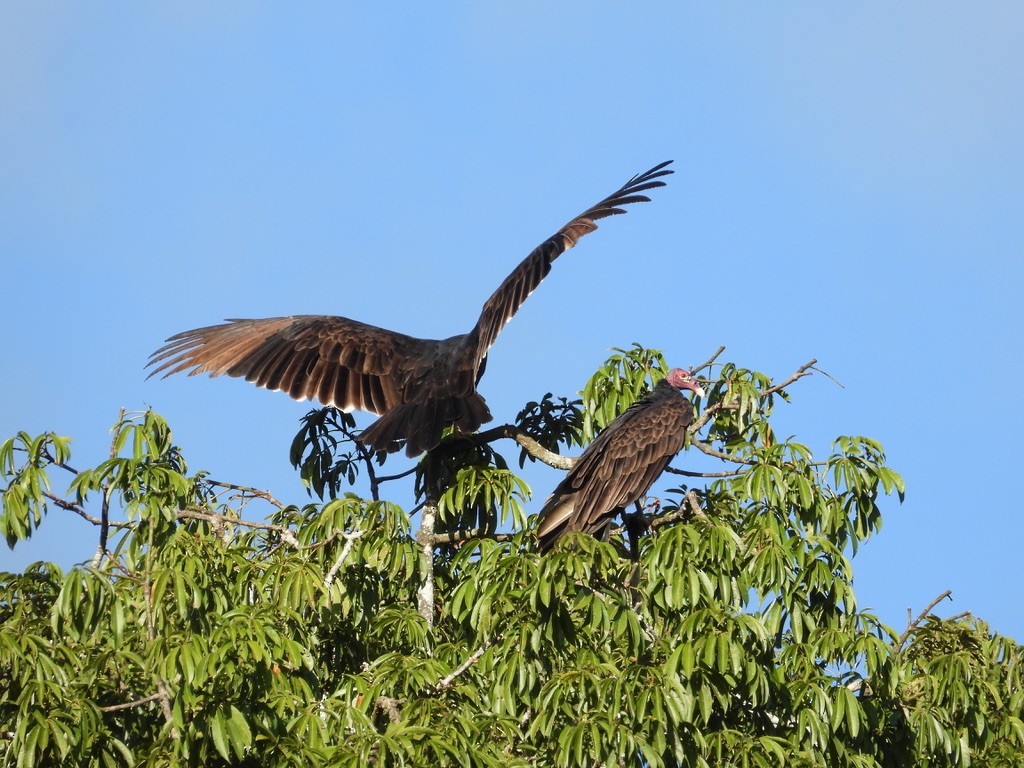 Turkey Vulture - ML642340461