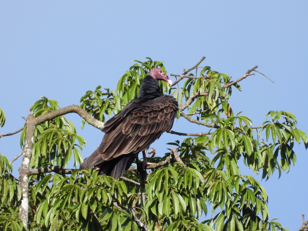 Turkey Vulture - ML642340462