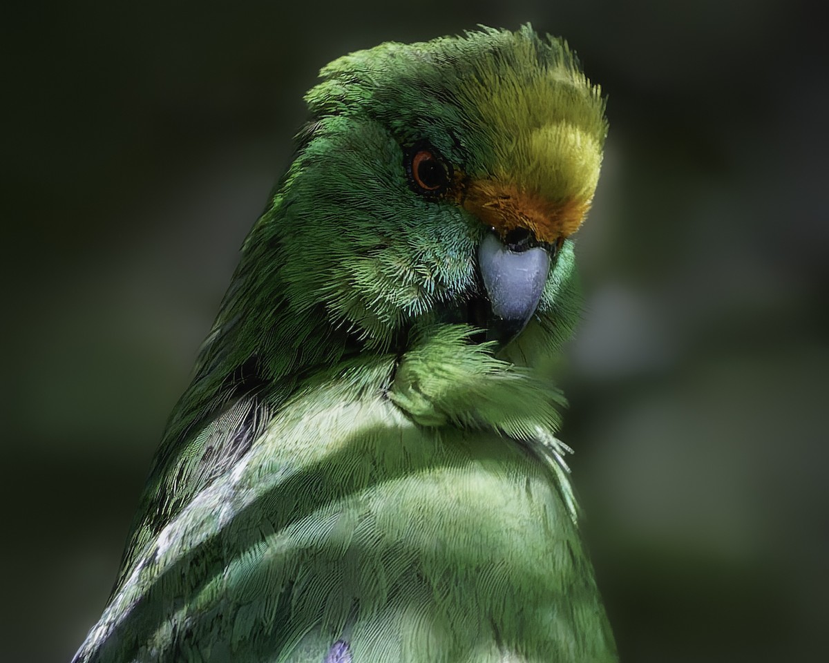 Malherbe's Parakeet - ML642340464