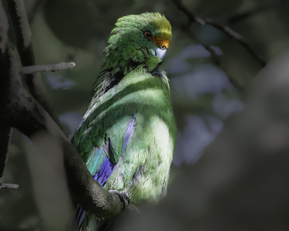Malherbe's Parakeet - ML642340465