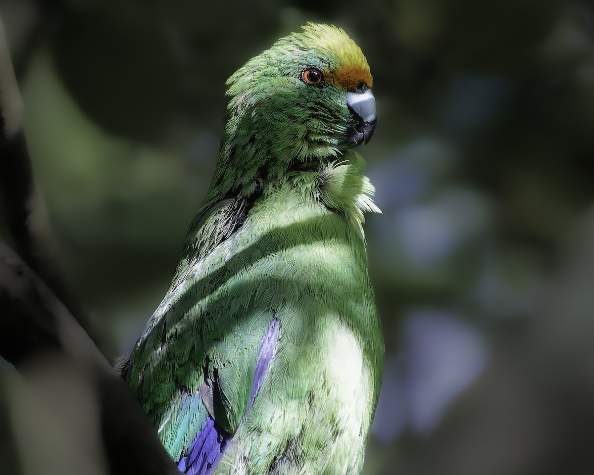 Malherbe's Parakeet - ML642340466