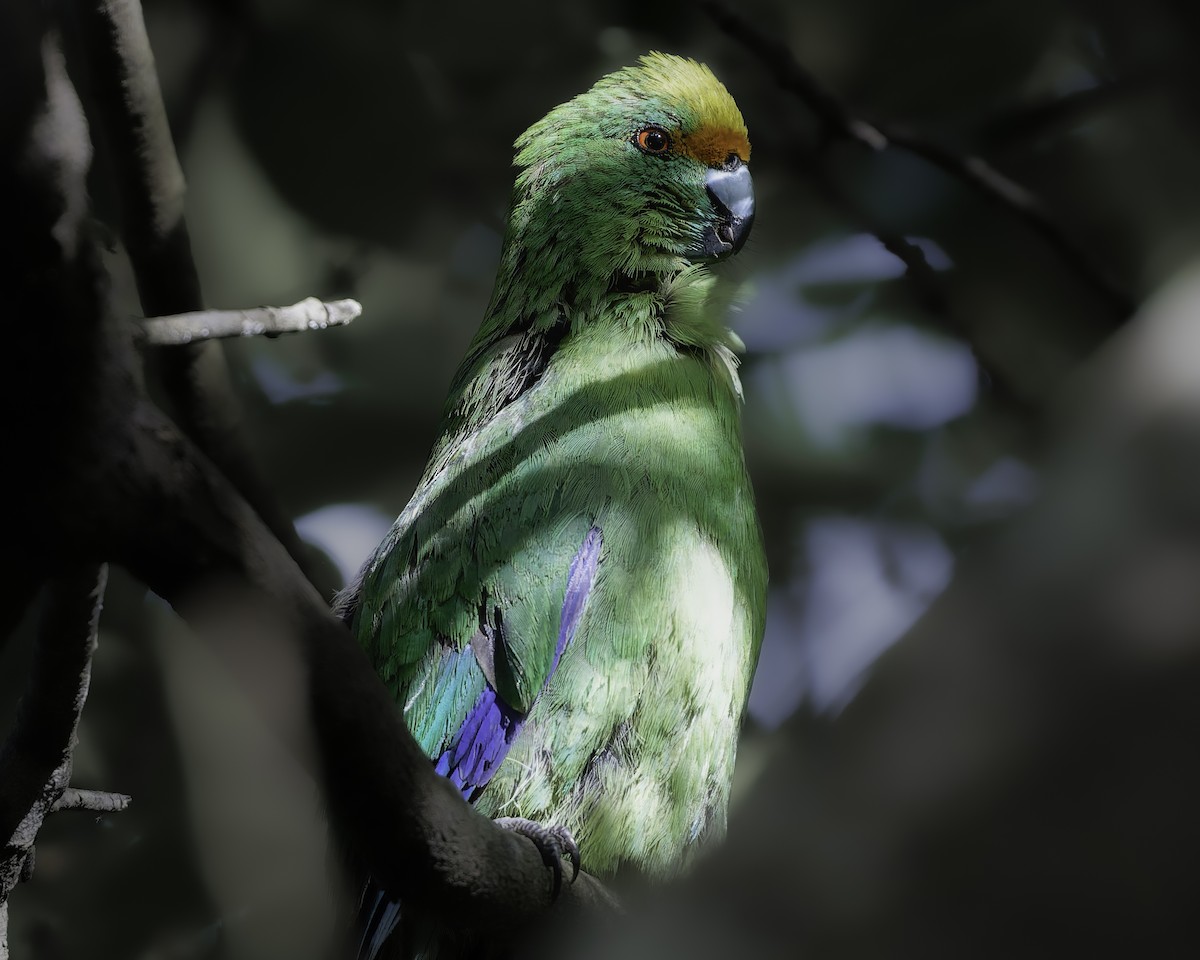 Malherbe's Parakeet - ML642340467