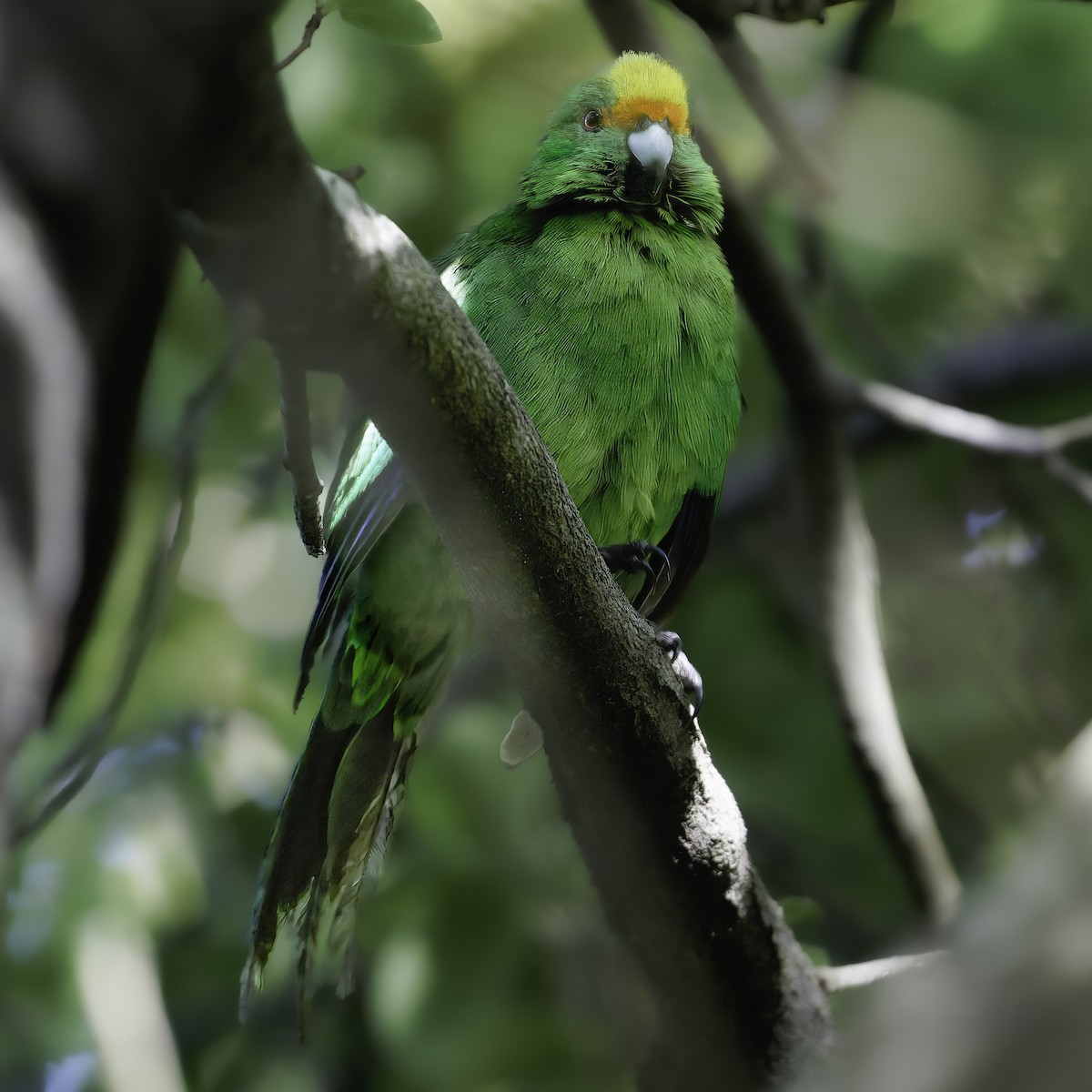 Malherbe's Parakeet - ML642340468
