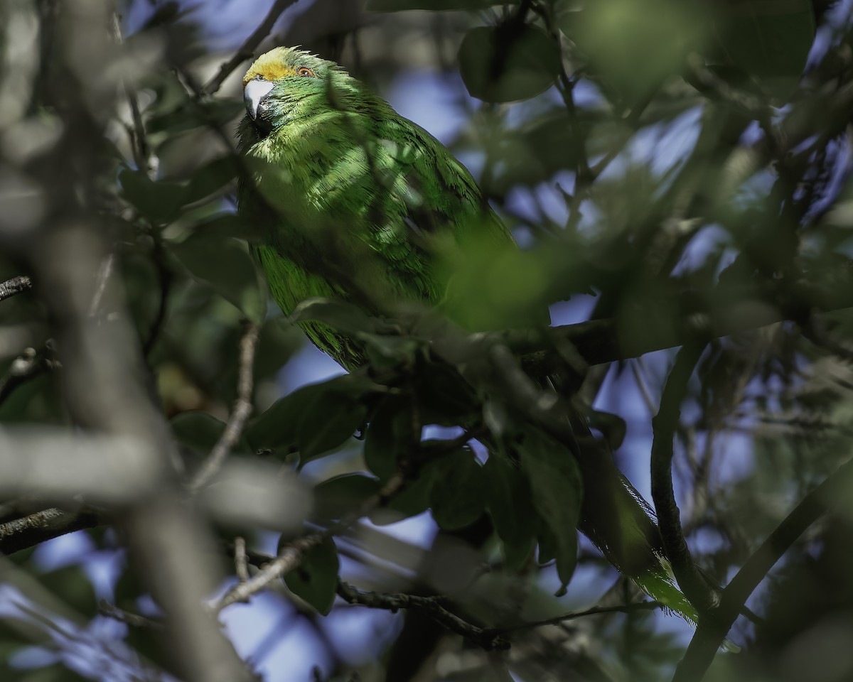 Malherbe's Parakeet - ML642340469
