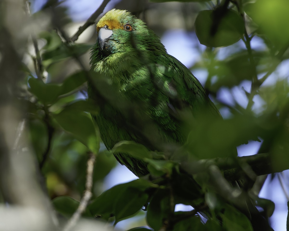 Malherbe's Parakeet - ML642340470