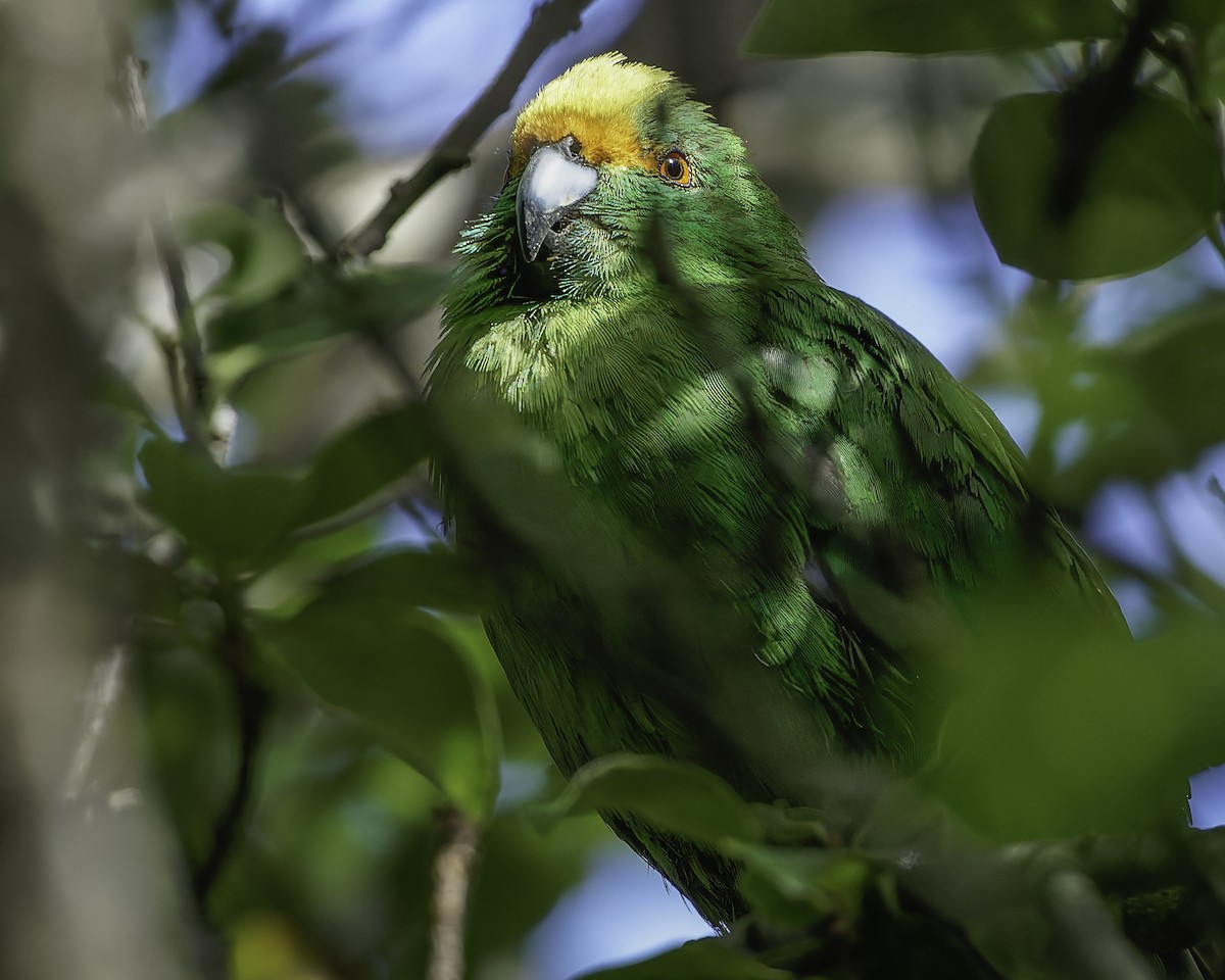 Malherbe's Parakeet - ML642340471