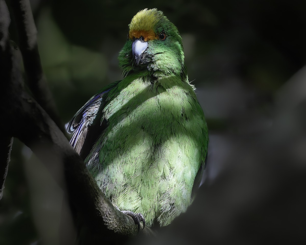 Malherbe's Parakeet - ML642340472