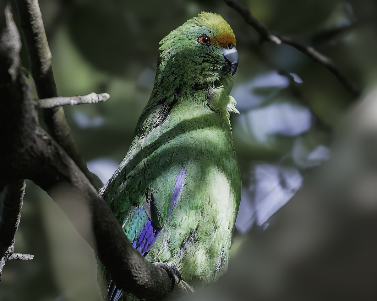 Malherbe's Parakeet - ML642340473